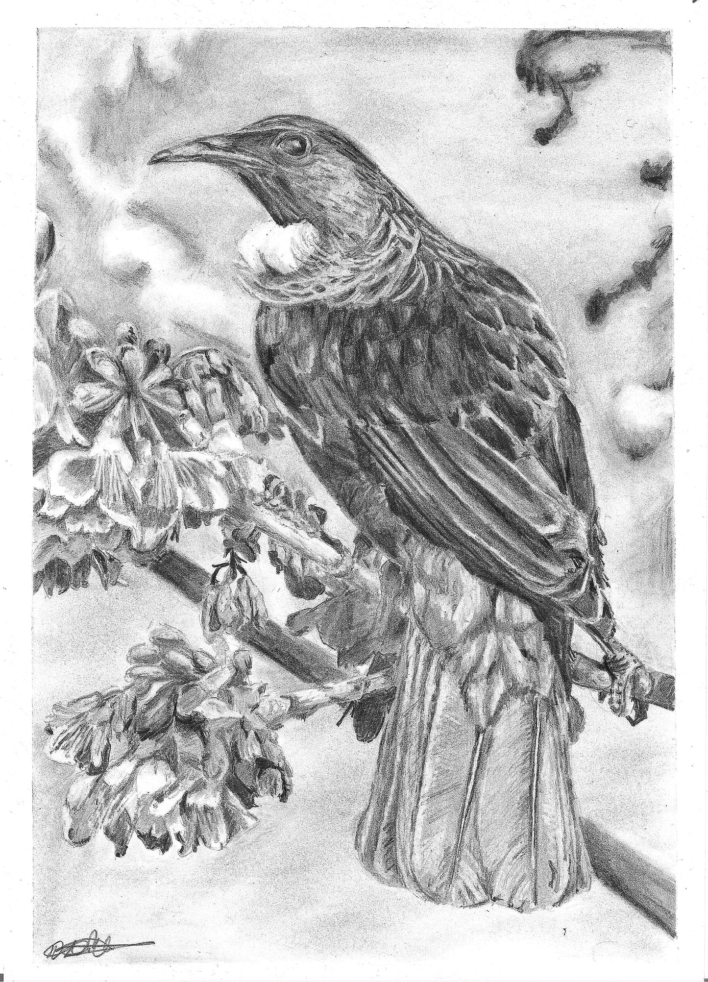 A fine art print of a monochrome pencil sketch of a NZ tui bird perched on a branch with flowers in the background.