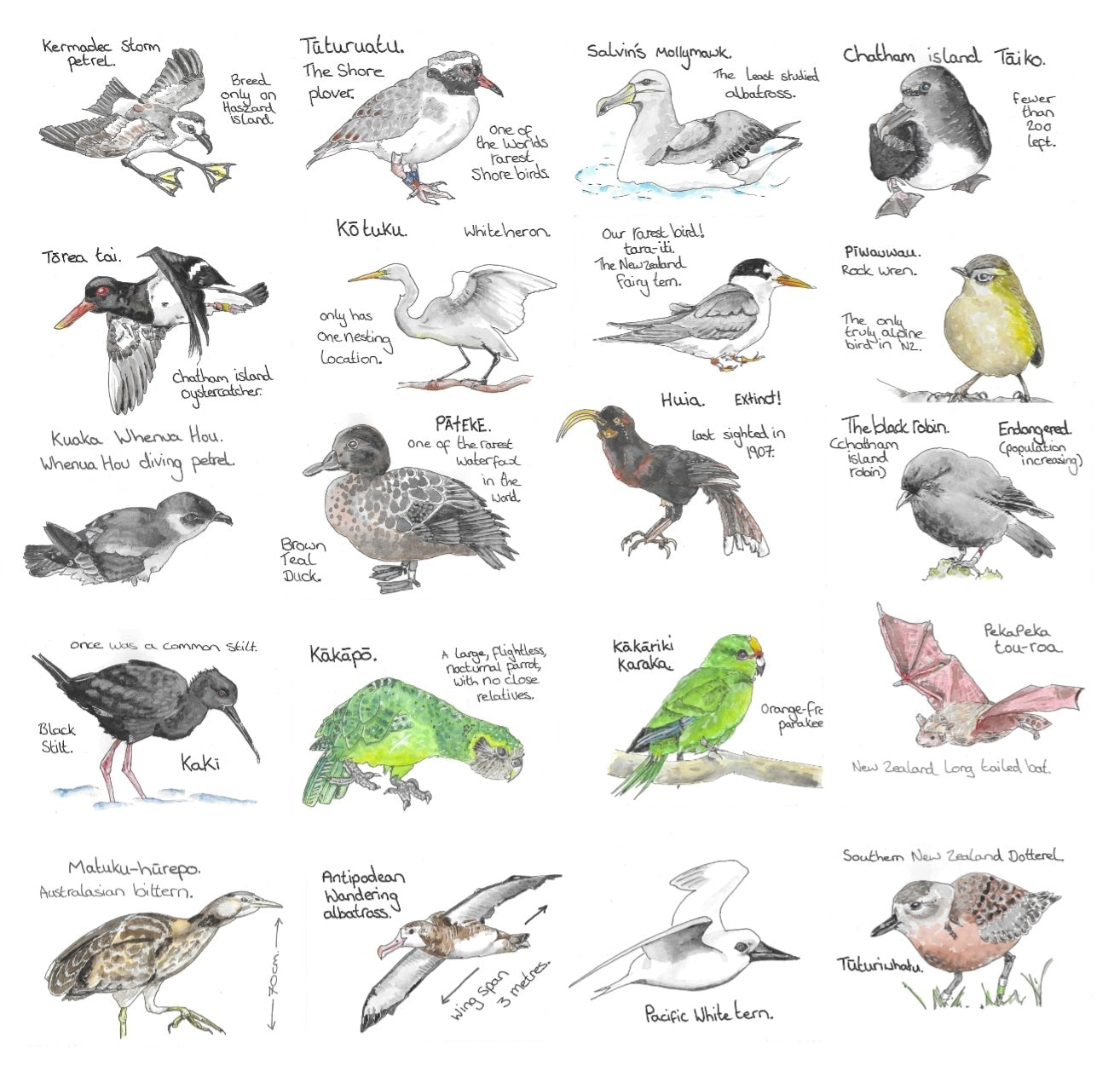 Water colour Illustrations of NZ Native Birds. The Critically Endangered Aotearoa Bird List