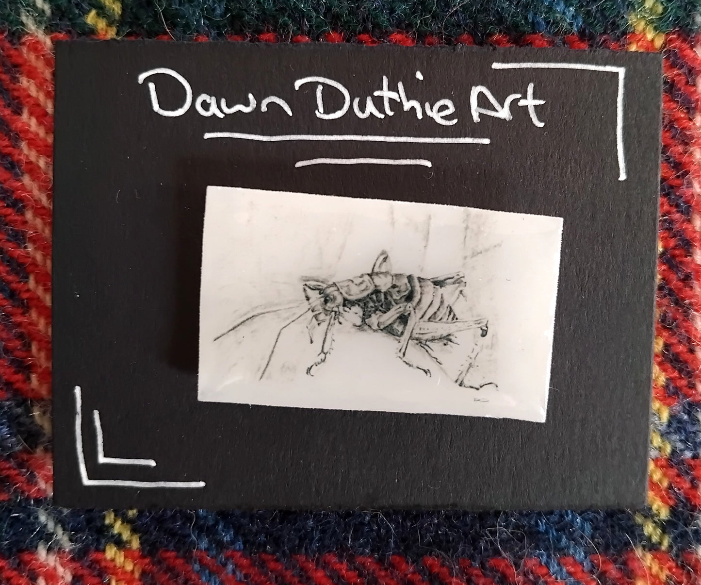 Tui, piwakawaka or weta, graphite sketch pins.