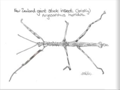 A Tiny book of nz critters.