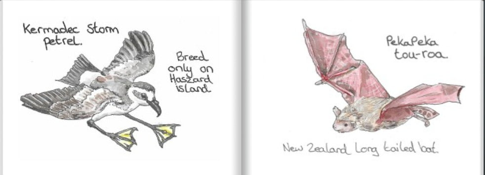 A Tiny book of nz birds.