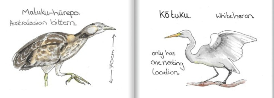 A Tiny book of nz birds.