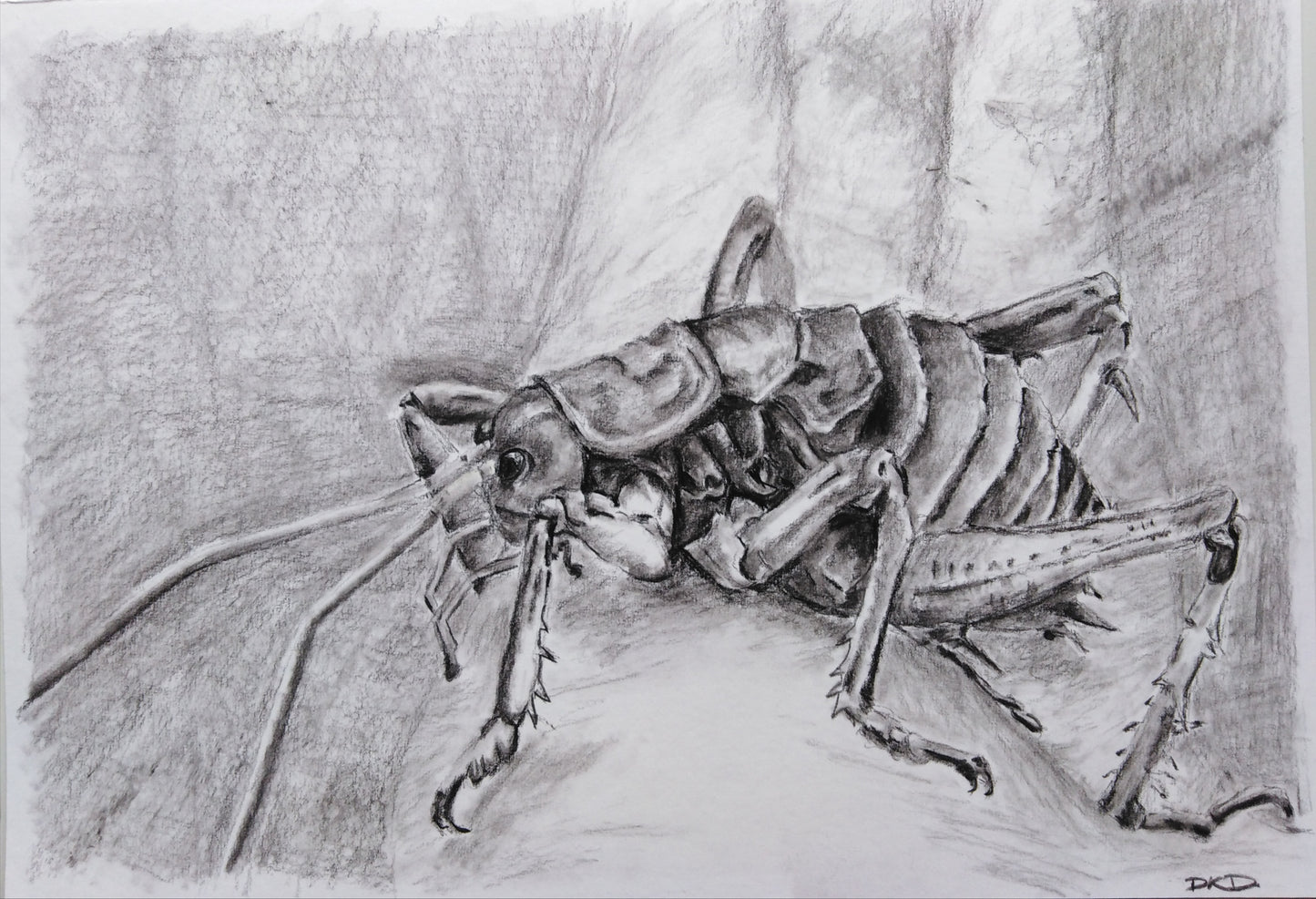 Graphite pencil drawing of the aotearoa new zealand insect, the giant weta, in greyscale.