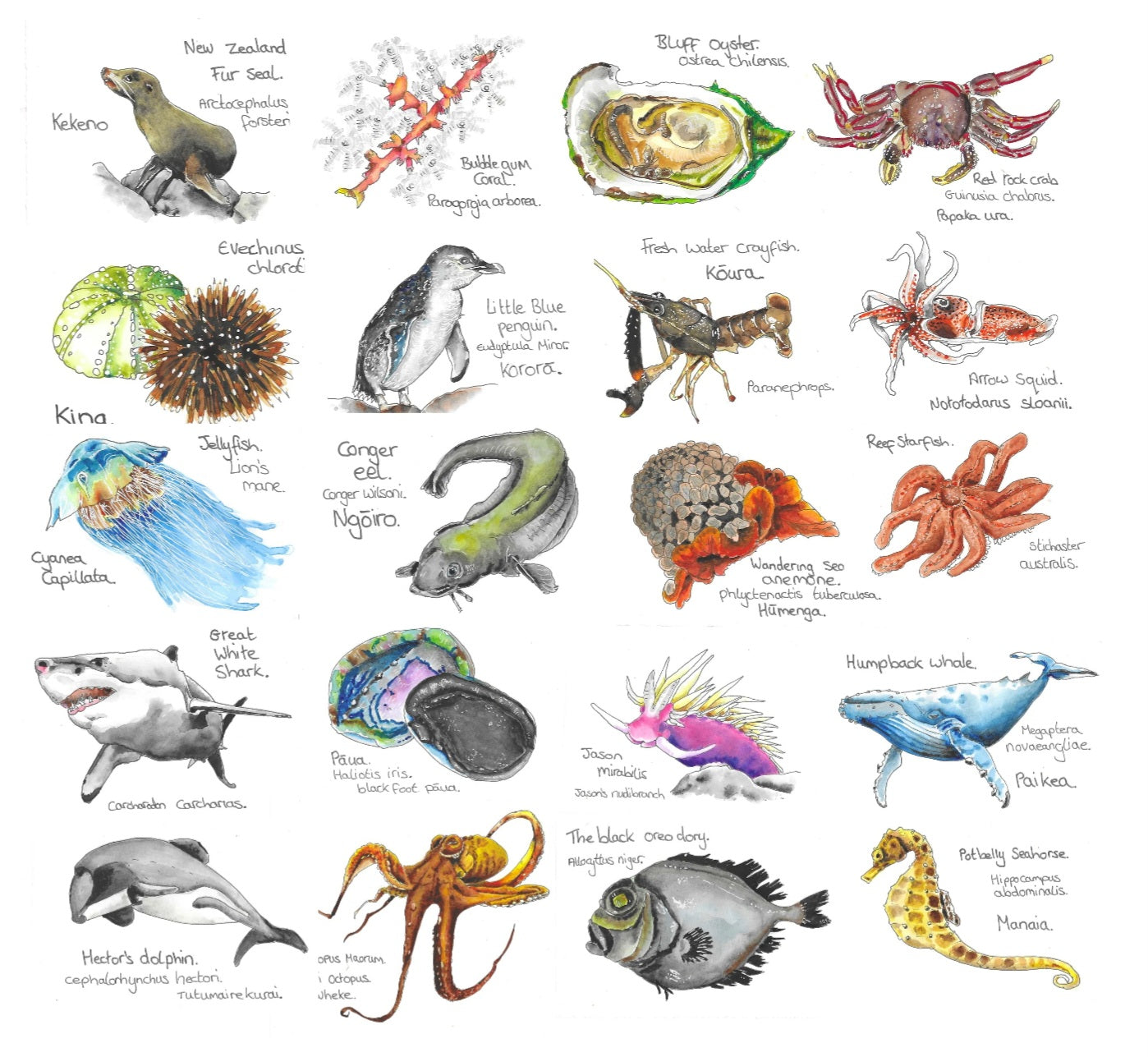 Tiny book of nz Sea creatures.