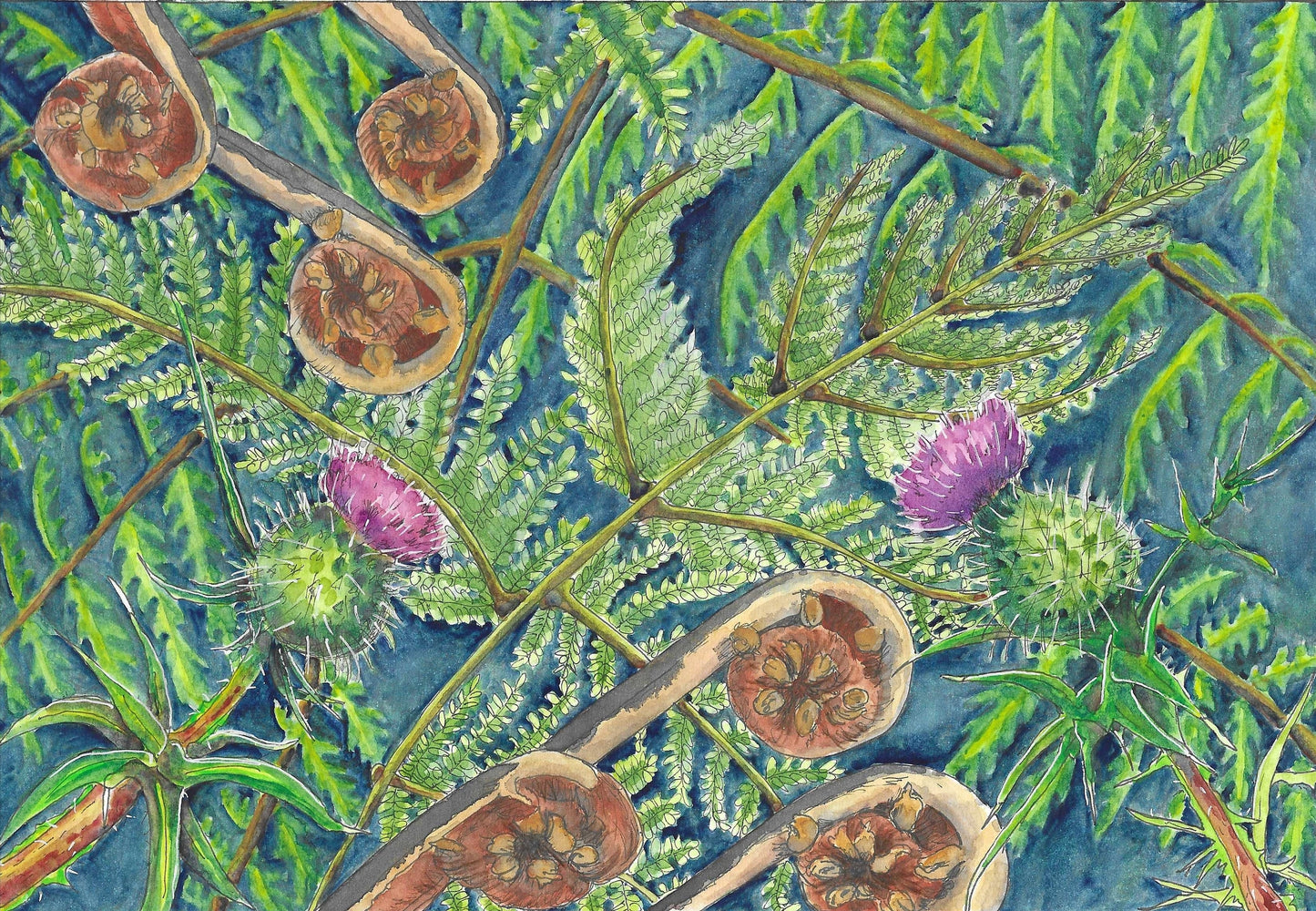 Fine art print. Thistles and Ferns