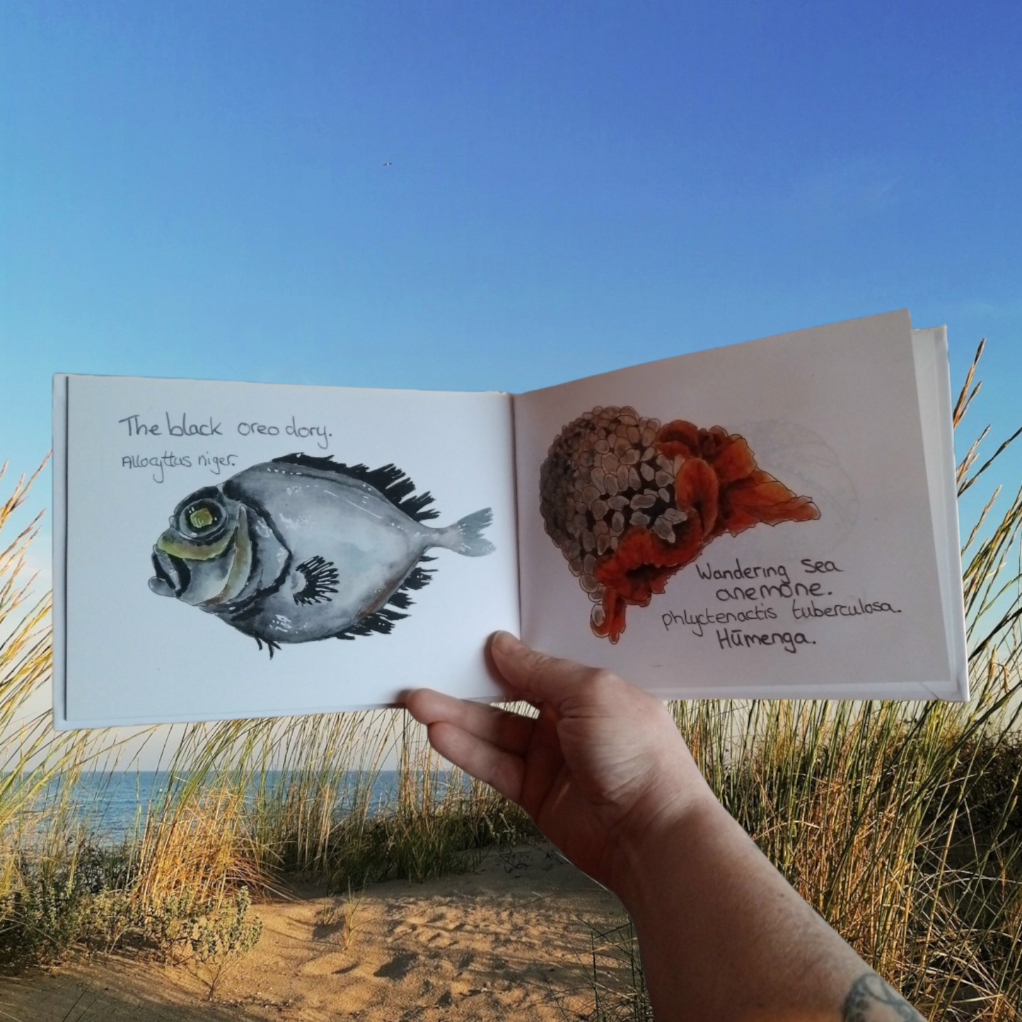 New Zealand Sea Creature Book – Educational Aotearoa Nature & Conservation Watercolour Art Oceans