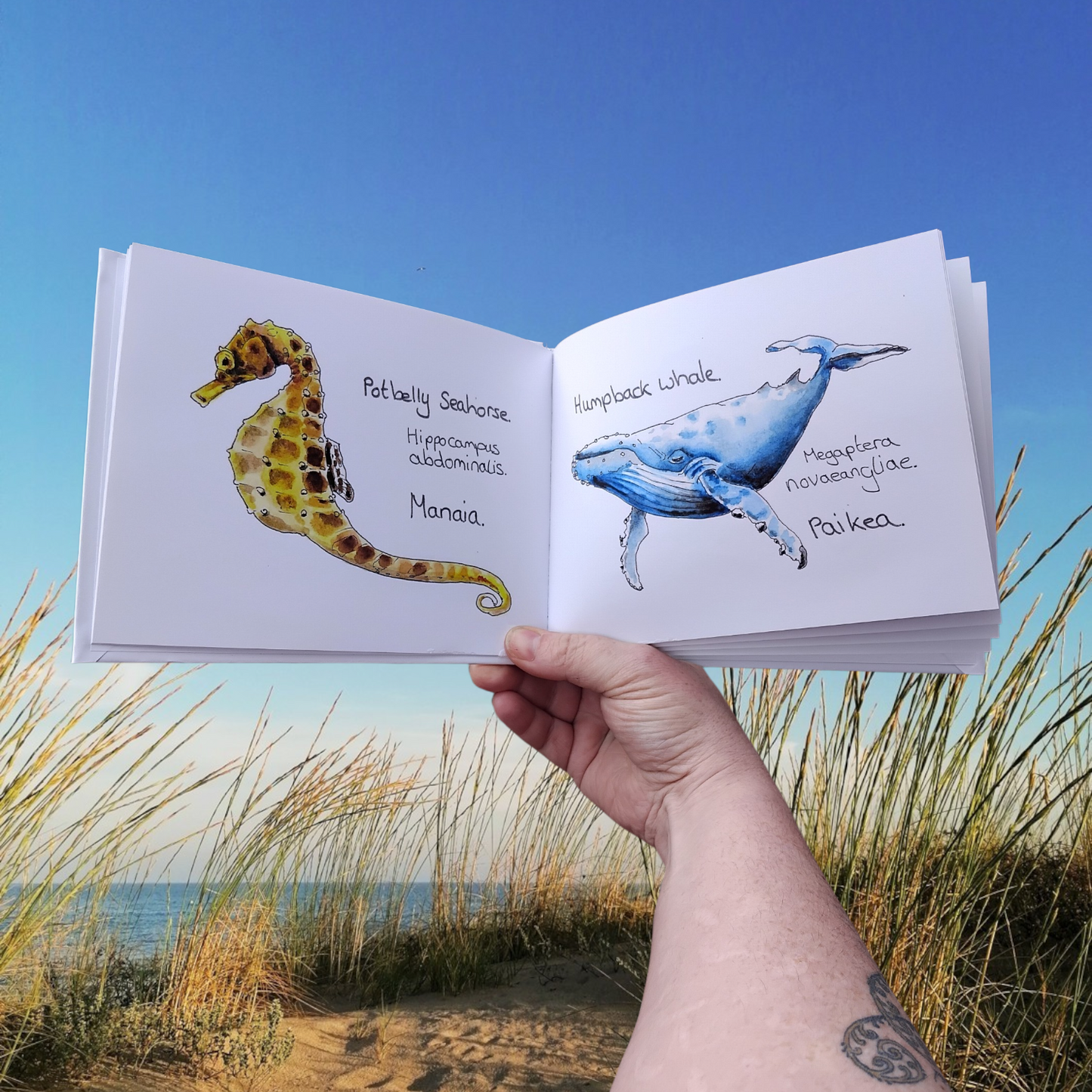 New Zealand Sea Creature Book – Educational Aotearoa Nature & Conservation Watercolour Art Oceans