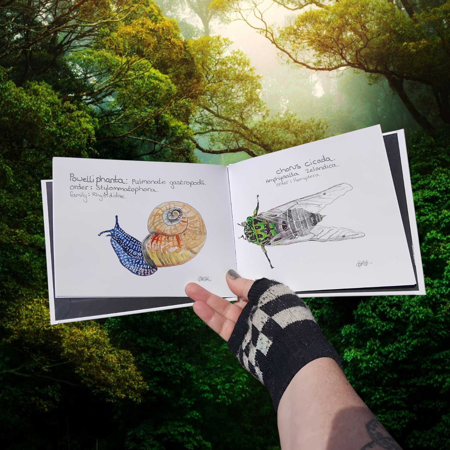 Open Book with Illustrations of a New Zealand Snail, Powelli Phanta and a Chorus Cicada held by a person against a forest background. Educational and Scientific Gifts Aotearoa