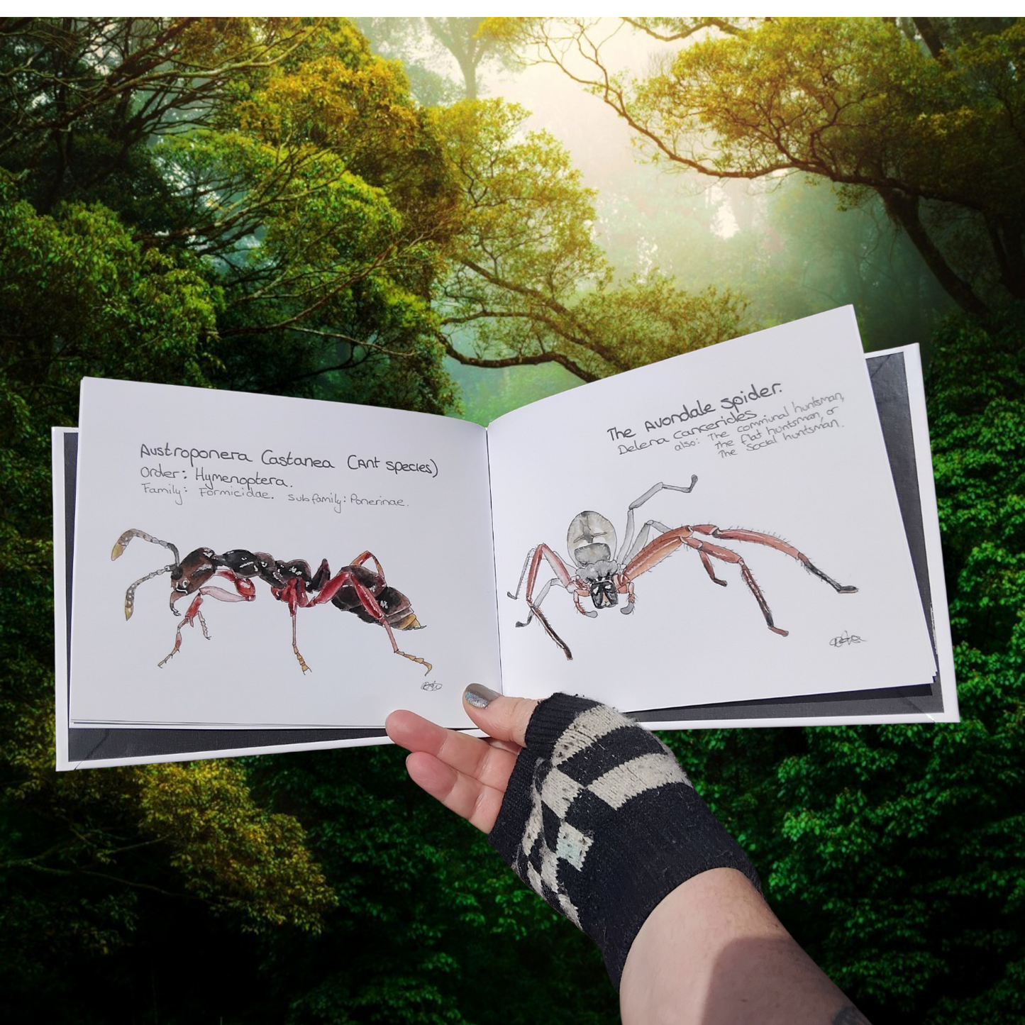 Open Book with Illustrations of a New Zealand Ant and The Avondale Spider  held by a person against a forest background. Educational and Scientific Gifts Aotearoa