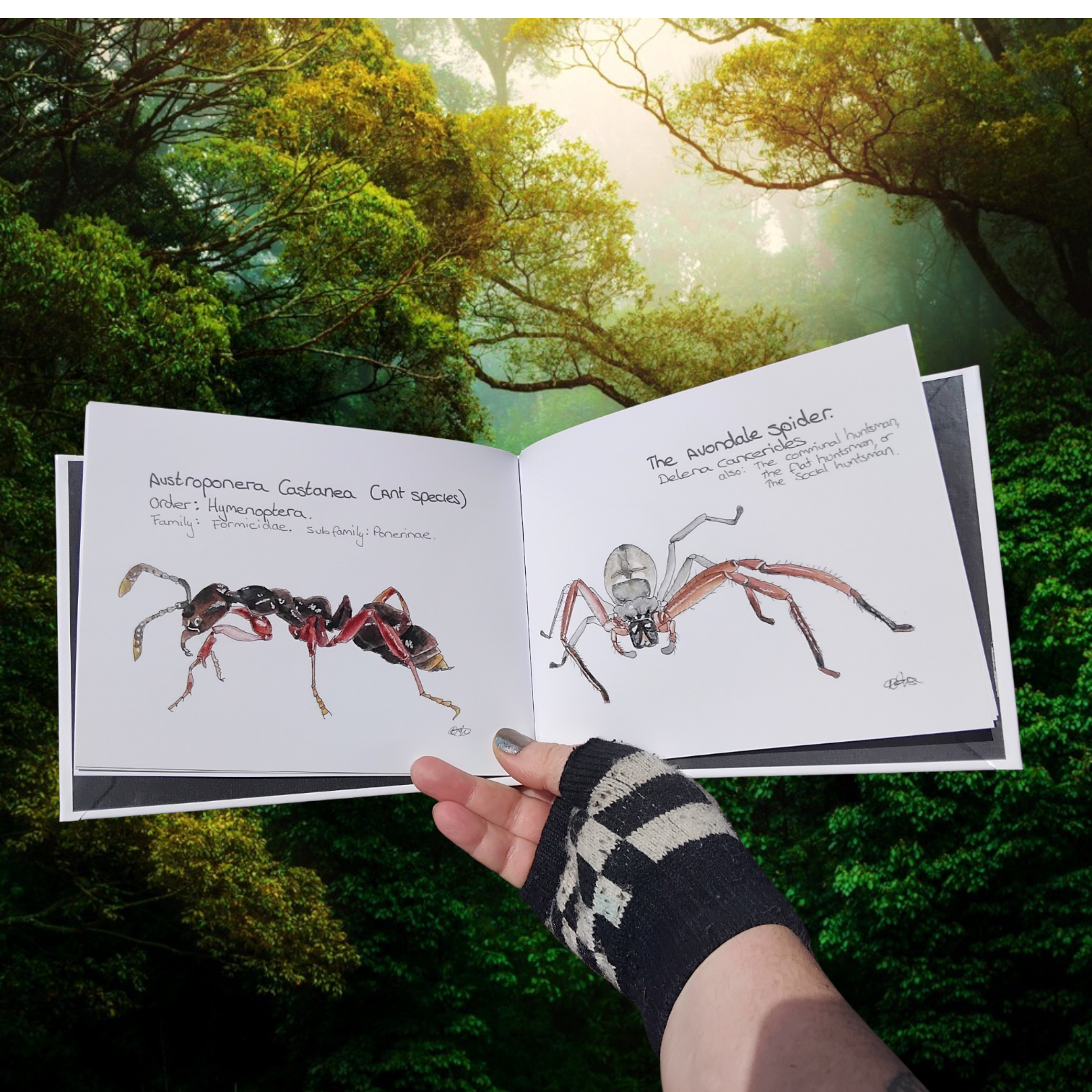 Open Book with Illustrations of a New Zealand Ant and The Avondale Spider  held by a person against a forest background. Educational and Scientific Gifts Aotearoa