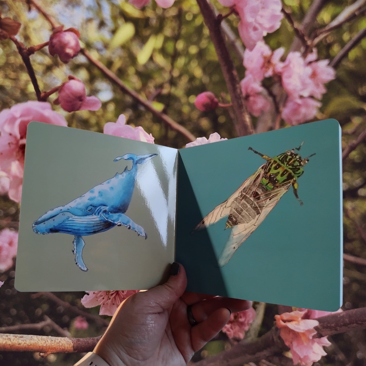 A hand holds an open children's board book showing colorful Aotearoa illustrations of a blue humpback whale and a NZ cicada, set against a background of pink blossoms and tree branches.
