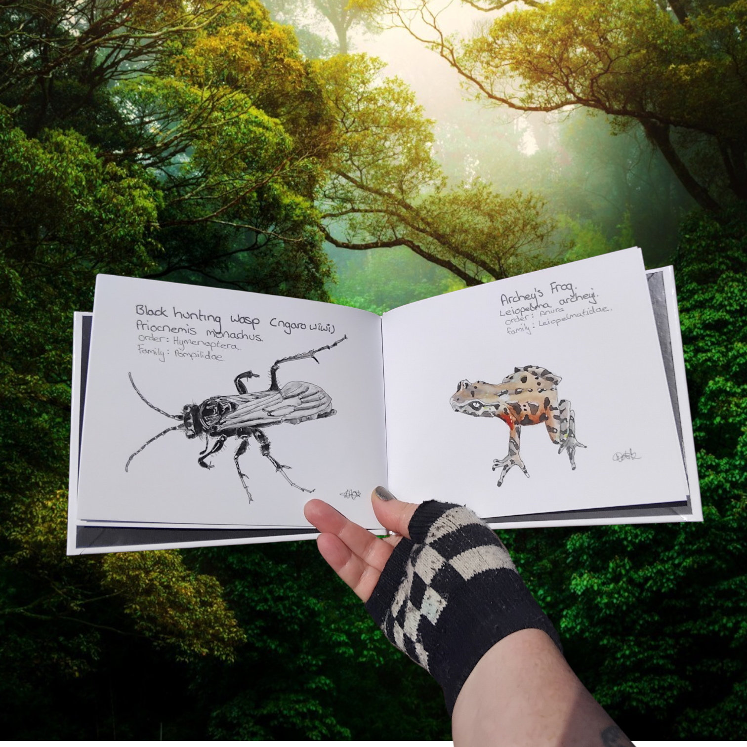 Open Book with Illustrations of a New Zealand Black Hunting Wasp and Archeys Frog held by a person against a forest background. Educational and Scientific Gifts Aotearoa