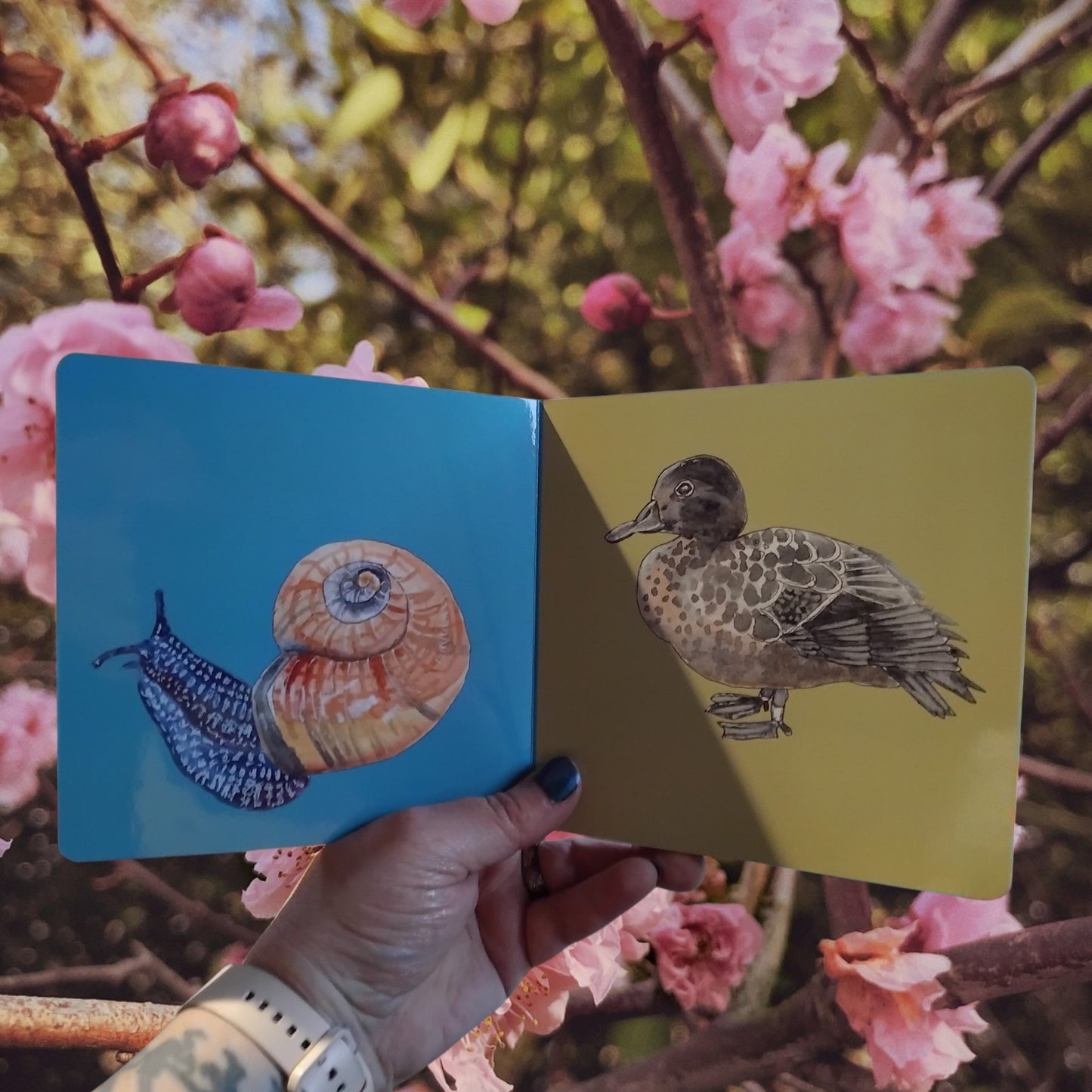 A hand holds an open children or baby board picture book showing a powellephanta snail on one blue page and a pateke brown teal duck on one yellow-green page, with pink blossoms and tree branches in the background.