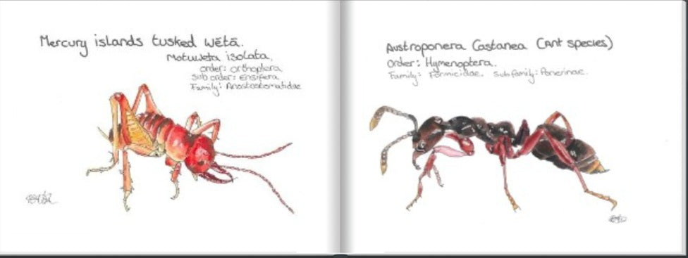 A Tiny book of nz critters.