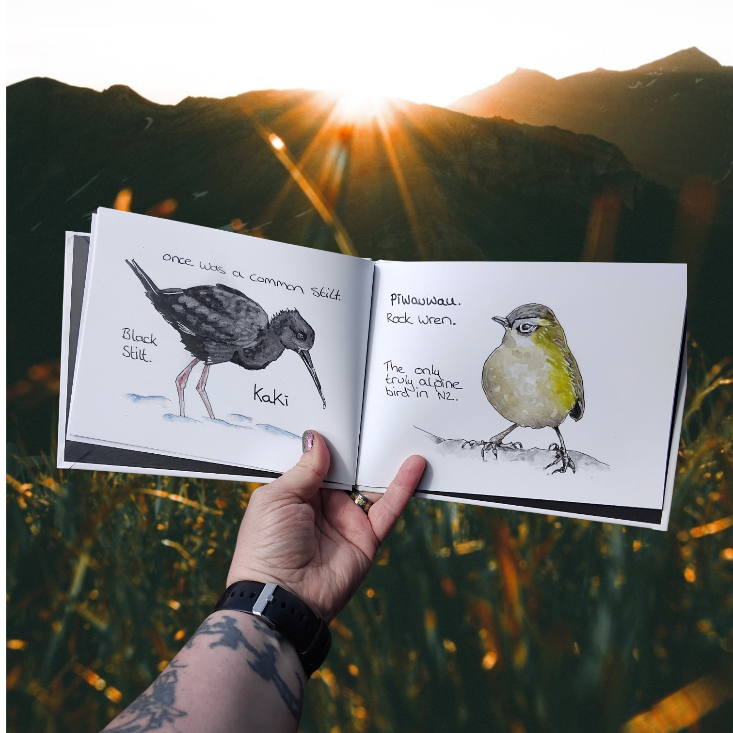 Open Book with Nz Native Bird Watercolour Illustrations held against a scenic background with mountains and sun.
Aotearoa Back Stilt Kaki and Rock Wren Piwauwau.