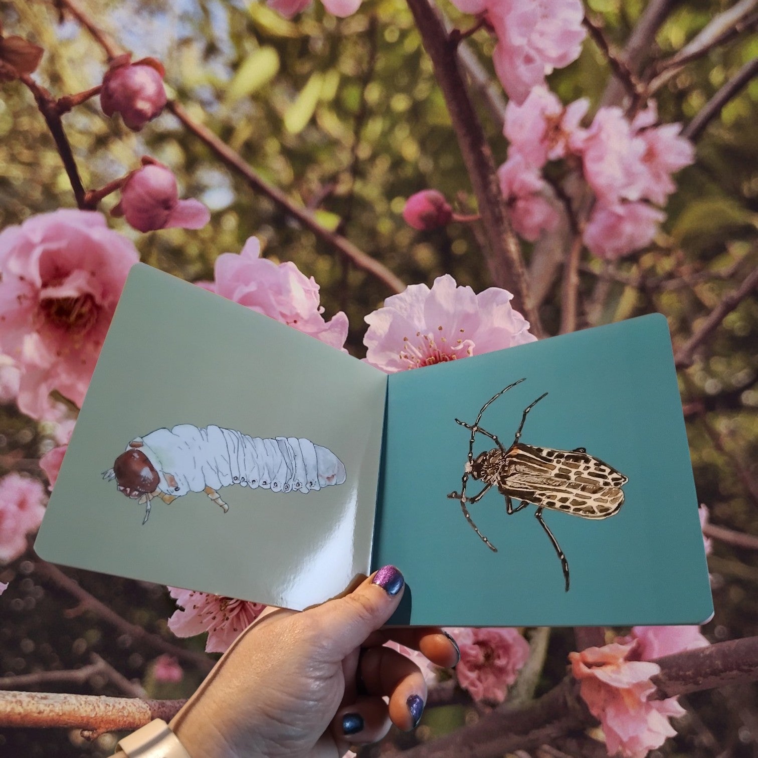 A hand holds an open baby board book with an illustration of a  white hu hu bug on the left page and a nz hu hu beetle on the right page, set against a background of pink blossoms and tree branches.